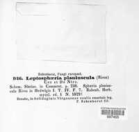 Leptosphaeria planiuscula image